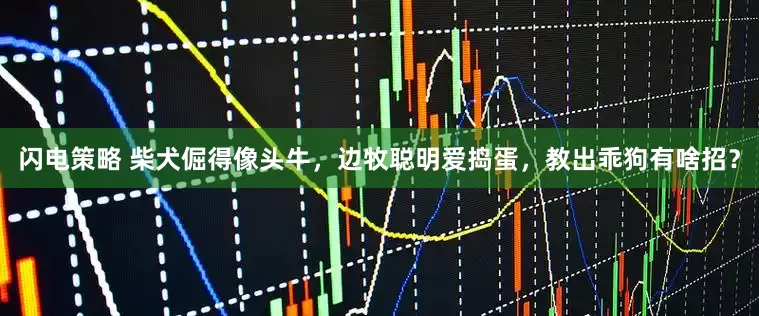 闪电策略 柴犬倔得像头牛，边牧聪明爱捣蛋，教出乖狗有啥招？